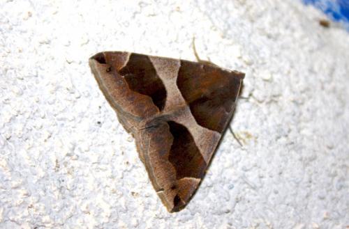 Réf. 242 808 : Dysgonia algira